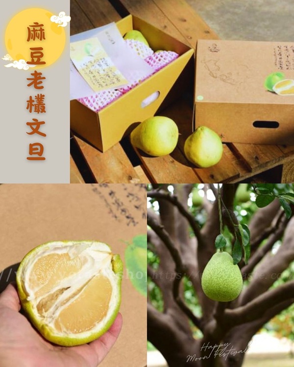 眼鏡伯麻豆老欉文旦