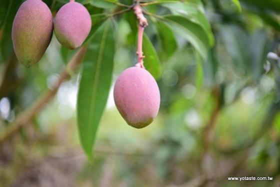 芒果寄日本需要專用的芒果供果園,使用日本農林省要求的條件種植,產出台灣最好的芒果寄日本,但台灣露天的種植條件必須要了解