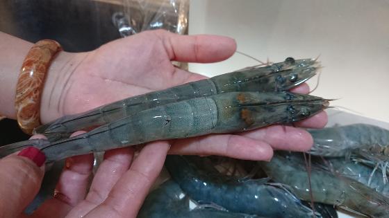 一個手掌大的眼鏡伯台灣海水養殖無毒白蝦