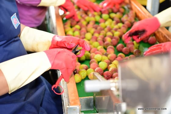 專業選果師逐顆目視檢查空運日本的玉荷包荔枝