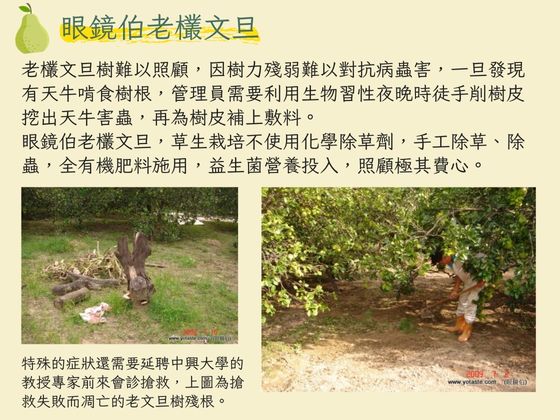 麻豆老欉文旦如何種植