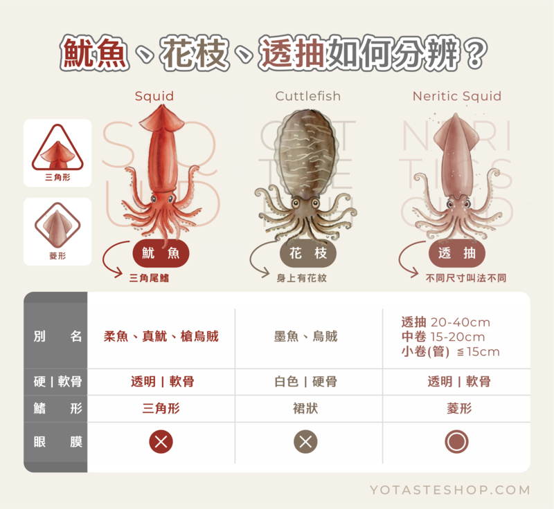 海鮮知識學堂:買海鮮不再搞混!魷魚、花枝、透抽快速辨識