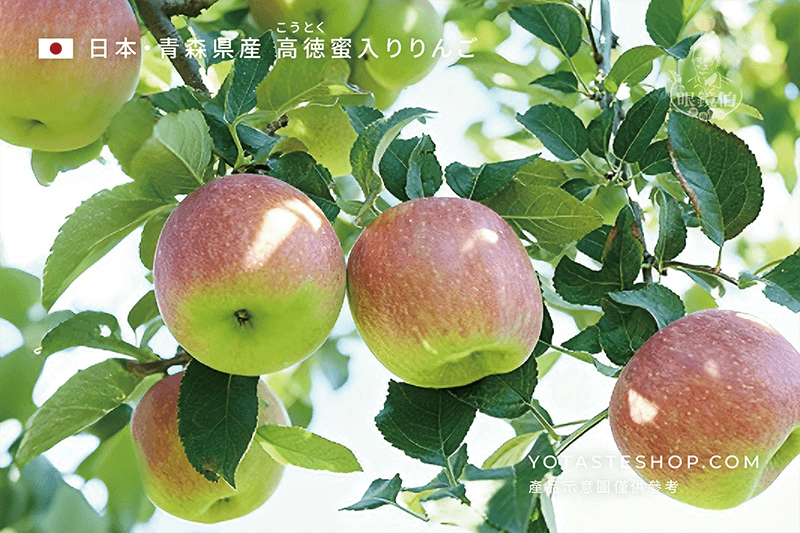 青森高德蜜蘋果特寫，日本青森縣果園樹上結實累累的蜜蘋果，果皮呈現紅綠漸層，陽光照射下新鮮欲滴，展現產地原貌與果實特色。