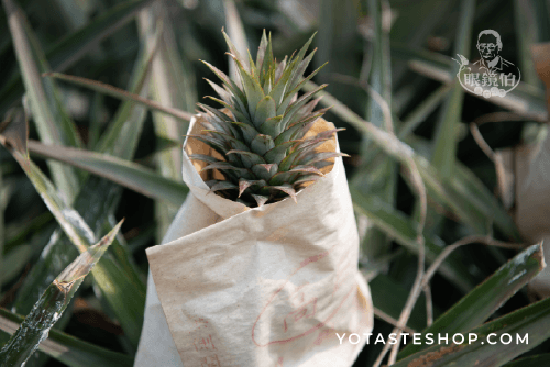 眼鏡伯台灣金鑽鳳梨（台農17號）